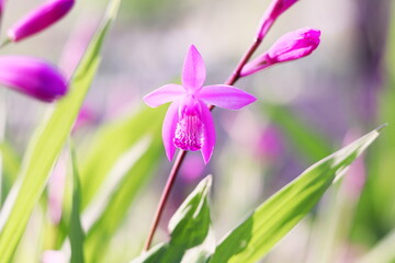 初夏に咲く美しいシランの花