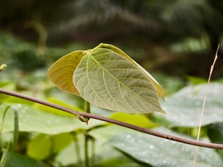 Mucuna bracteata leaves with blurred background