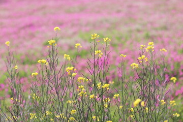 春イメージのピンクの花畑と菜の花