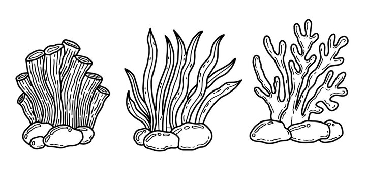 Underwater coral and seaweed vector set, hand-drawn marine plants line art. Minimalist ocean reef illustrations, black and white sea life doodles isolated