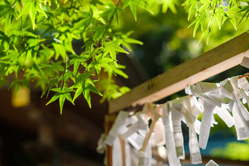 神社の新緑とおみくじ：木漏れ日に輝く青もみじと日本の伝統風景