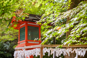 神社の朱い灯籠と新緑のモミジ：おみくじが並ぶ初夏の伝統風景