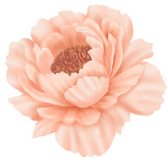 Soft Peach Peony Bloom Illustration. Delicate Petals, Warm Tones, Isolated Botanical Art