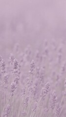 Fototapeta premium Lavender field dreamy wallpaper for mobile
