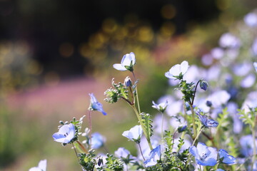 キラキラ輝く背景とネモフィラ