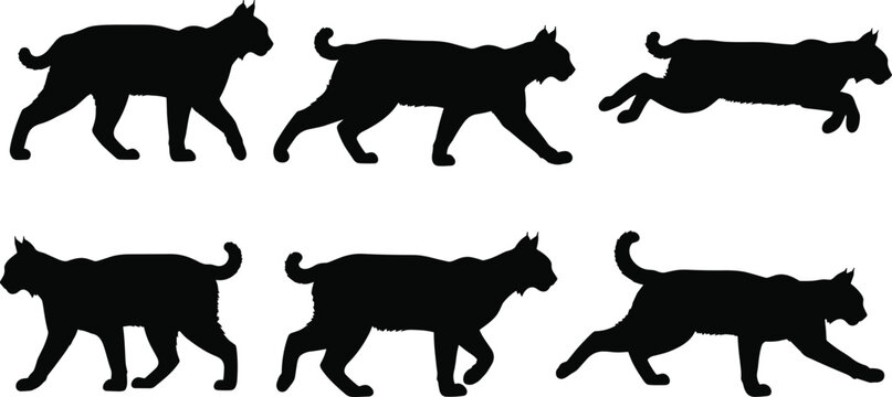 Black bobcat silhouette vector set, wild lynx walking and running motion poses, forest predator cat collection isolated on white background,
