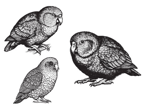 Kakapo parrot engraving illustration rare flightless bird