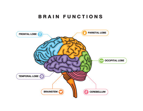 Human brain anatomy labeled as lobes, medical diagram, educational, simple isolated vector illustration.
