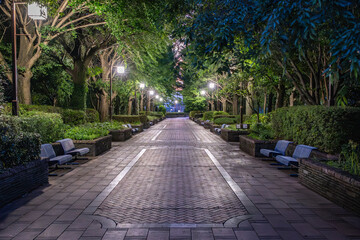 夕暮れのイチョウ並木