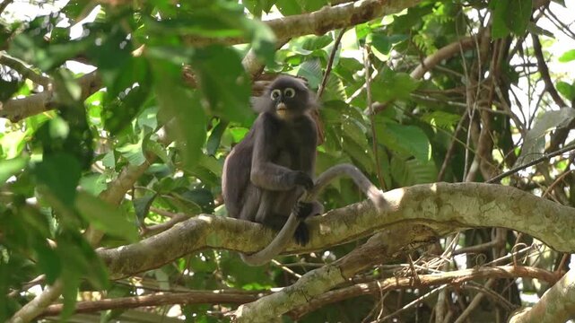 A wild Dusky Leaf Monkey (Trachypithecus obscurus), displays natural grooming behavior by scratching its long tail while perched on a tree branch in a tropical rainforest.