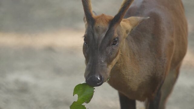 The Barking deer in the zoo.