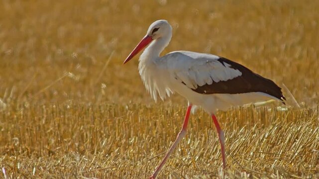 White Stork (Ciconia ciconia) Foraging on Harvested Field at Summer Sunrise, 4K Close-Up Eye Level &ndash; Stuttgart, Baden-W&uuml;rttemberg, Germany, Europe