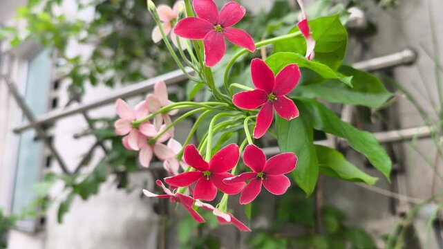 Beautiful Rangoon Creeper flowers bloom in the garden. Vibrant red and pink petals hang from green vines. The Combretum indicum plant sways gently in the breeze.