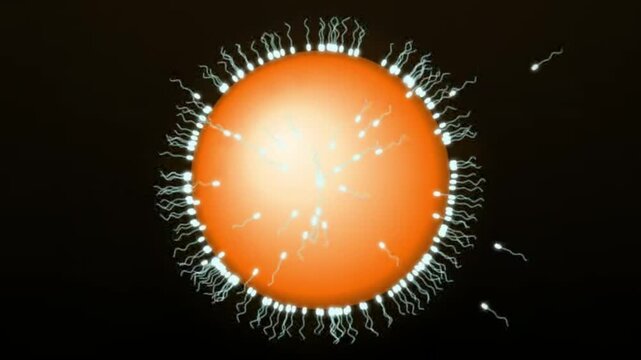 3D Animation of Sperm Cells Swimming to Fertilize an Egg Cell - Conception and Human Reproduction Concept