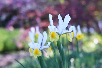 春の美しい花畑と花菖蒲