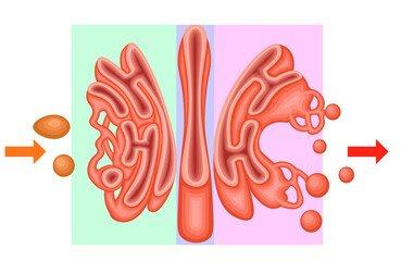 Golgi Apparatus Structure and Vesicular Transport Diagram