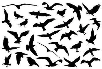 Fototapeta premium Set of detailed birds silhouettes isolated on white background. Vector illustration