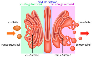 Golgi Apparatus Structure and Vesicular Transport Diagram German