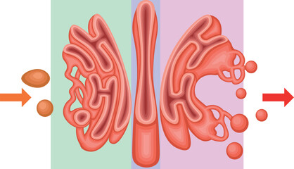 Golgi Apparatus Structure and Vesicular Transport Diagram