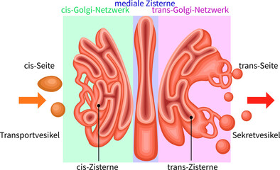 Golgi Apparatus Structure and Vesicular Transport Diagram German