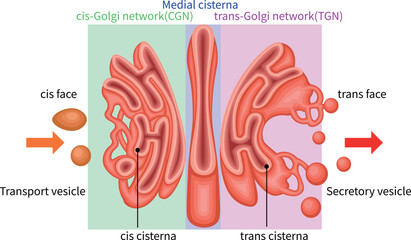 Golgi Apparatus Structure and Vesicular Transport Diagram English