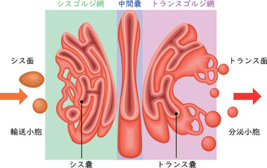 Golgi Apparatus Structure and Vesicular Transport Diagram Japanese