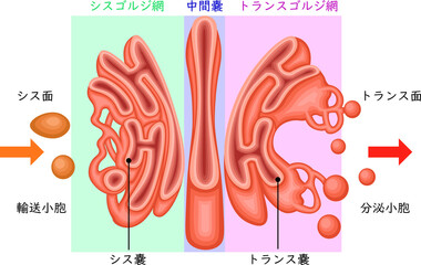 Golgi Apparatus Structure and Vesicular Transport Diagram Japanese