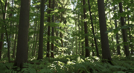 Obraz premium Sunlight filtering through tall green trees and ferns in a dense forest