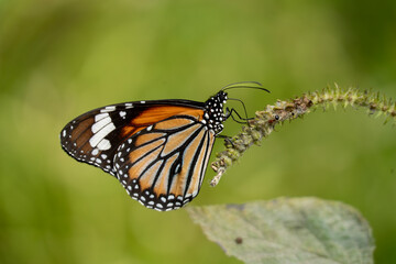 Obraz premium The Striped Tiger butterfly, also known as the Common Tiger, is one of the most familiar and widely distributed butterflies in the Indian subcontinent.