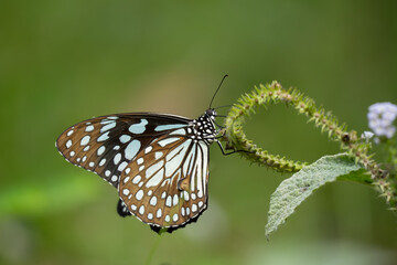 Obraz premium Tirumala hamata, the blue tiger, dark blue tiger or blue wanderer, is a butterfly of the Nymphalidae family.