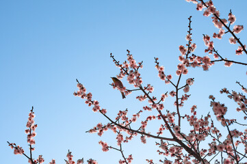 梅とメジロ