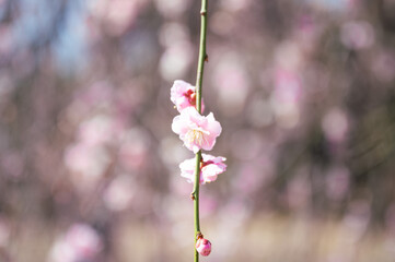 マクロ撮影の梅