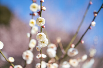 マクロ撮影の梅