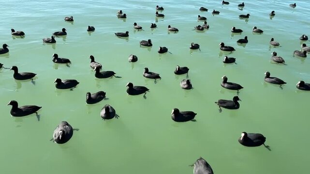 The video showcases the bird's distinctive black plumage, white beak, and the unique movement of its lobed feet visible beneath the surface. Perfect for wildlife, nature, and ornithology-themed projec