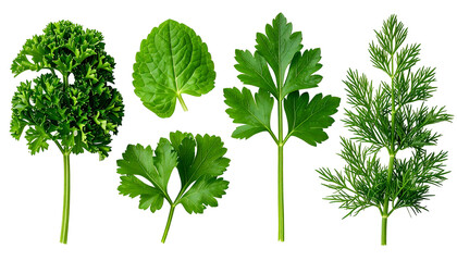 Assortment of vibrant green herbs against a stark black background, showcasing intricate leaf details