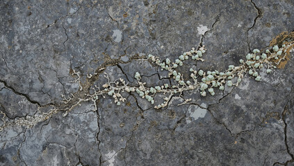 地図のように見える乾燥地衣類の線を抽象化した岩肌マクロ接写