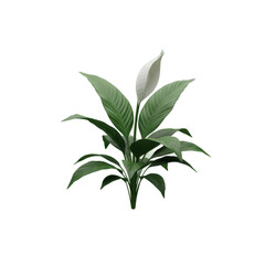 Fototapeta premium Lush Peace Lily Plant with Green Leaves and White Flower