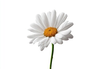 Fototapeta premium Isolated close-up of a white daisy flower with a yellow center, on a white background