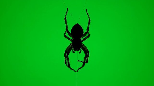 Black spider hanging on a thread against green background