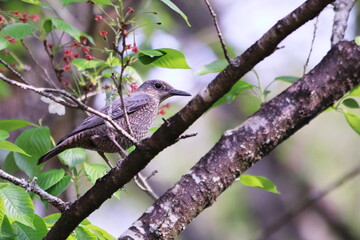 木の枝にとまる野鳥
