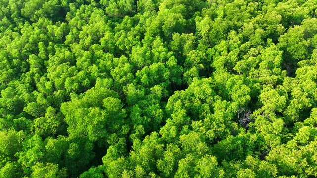 Drone aerial perspective capturing dense mangrove ecosystem, showing its role in storing CO2, preventing coastal erosion, supporting wildlife habitats, and mitigating climate change. Thailand.
