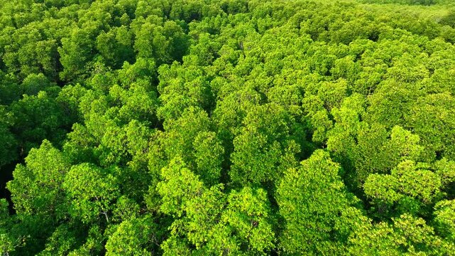 Drone aerial perspective capturing dense mangrove forest, highlighting its role in carbon sequestration, flood prevention, habitat preservation, and reducing climate change impact. Thailand.
