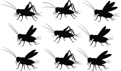 Cricket insect silhouette collection set, black bug icons with wings and antenna, detailed orthoptera vector illustration isolated on white background © Asia