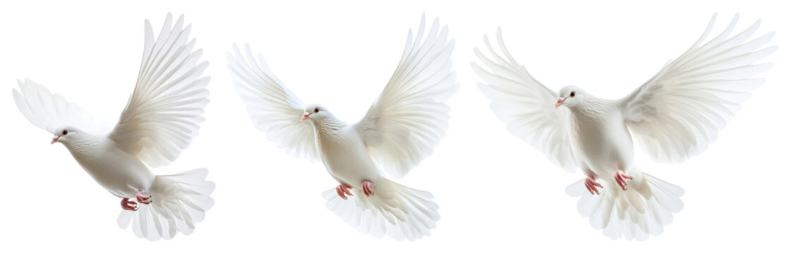 PNG Three graceful white doves soaring, transparent background