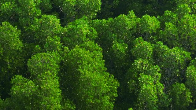 Drone aerial capture of mangrove forest canopy reflecting ecological resilience, carbon absorption, habitat diversity, shoreline protection, sustainable forestry, and long-term environmental balance.
