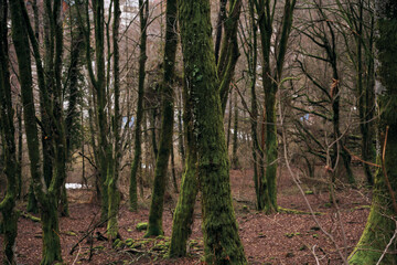 Obraz premium moss-covered trees. an old spring forest