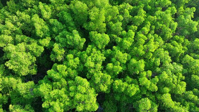 Aerial view of vibrant mangrove canopy symbolizing forest conservation, biodiversity protection, coastal defense, ecosystem services, climate mitigation, and sustainable environmental management.
