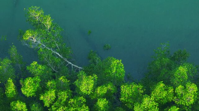 High-angle drone shot of dense mangrove trees and intricate root systems in shallow wetlands, symbolizing ecosystem balance, natural shoreline defense, and environmental sustainability. Thailand.
