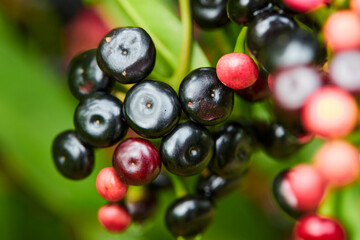 Clusters of Ripe Red and Black Ardisia polycephala fruit on branch