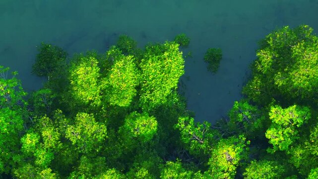 Aerial drone view of a vibrant mangrove forest with exposed mangrove roots along calm coastal waters, highlighting coastal resilience, biodiversity conservation, and climate protection. Thailand.
